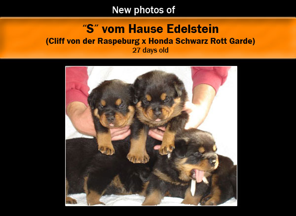 S litter