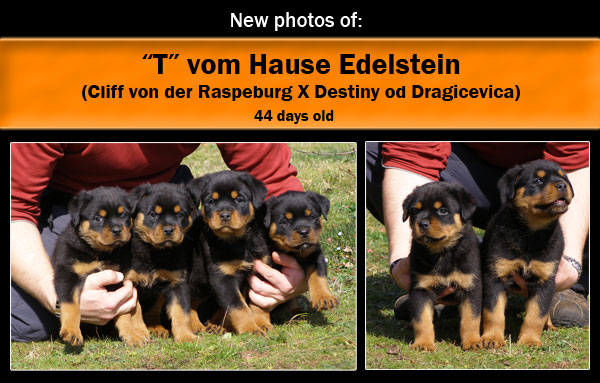 "T" vom Hause Edelstein /44 days old/