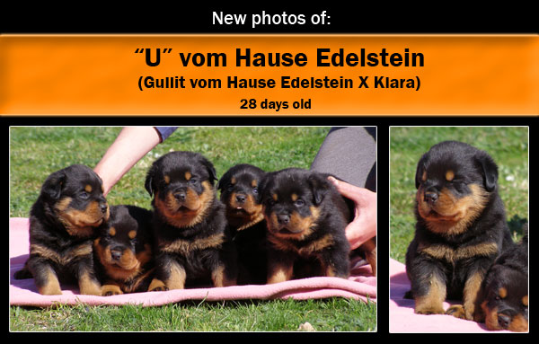 U litter, 28 days old