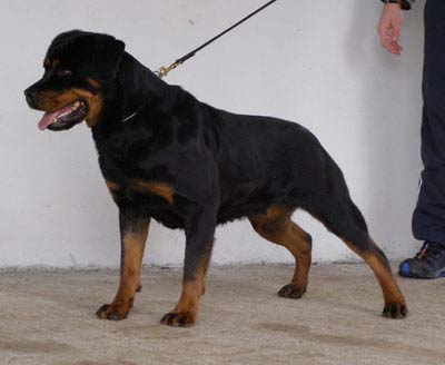 Bess