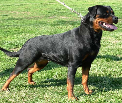 Bessie vom Hause Edelstein