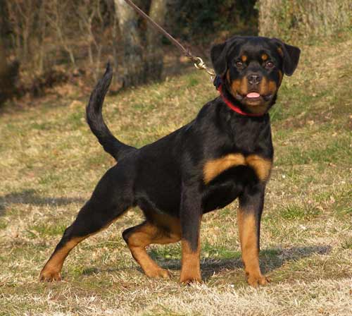 Bonny fur Immer Treu
