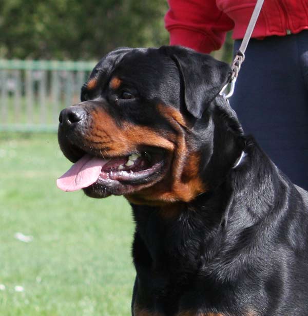vom Hause Edelstein Rottweilers ::