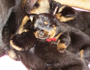 16 days old