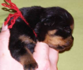 16 days old