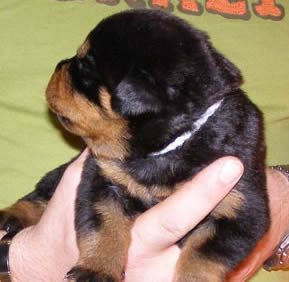 16 days old