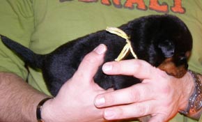 16 days old