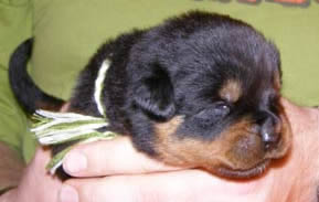 16 days old
