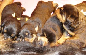 16 days old