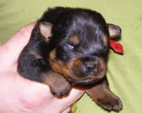16 days old