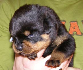 16 days old