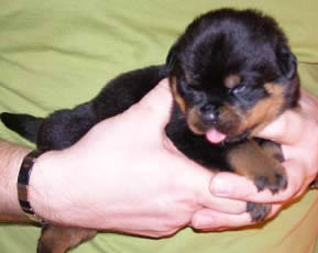16 days old