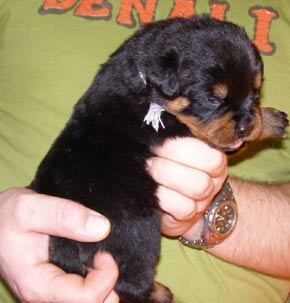 16 days old