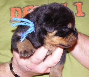 16 days old