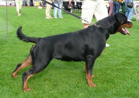 Dora vom Hause Edelstein