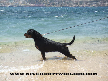 Dora vom Hause Edelstein