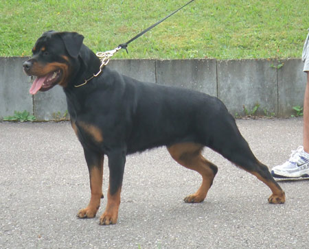 Dora vom Hause Edelsein