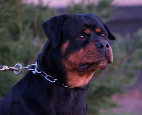 Elisabeth vom Hause Edelstein