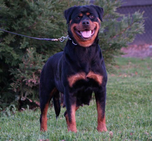 Elisabeth vom Hause Edelstein