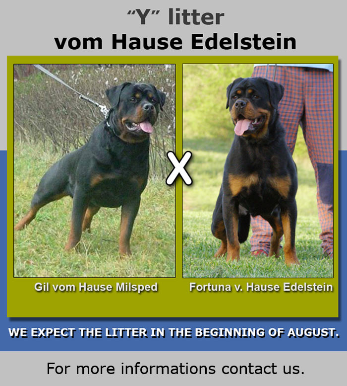 "Y" litter /vom Hause Edelstein/ Gil vom Hause Milsped and Fortuna vom Hause Edelstein...