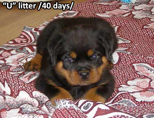 U-litter, 40 days old