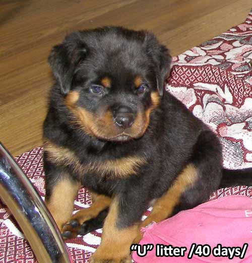 U-litter, 40 days old