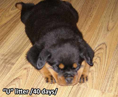 U-litter, 40 days old