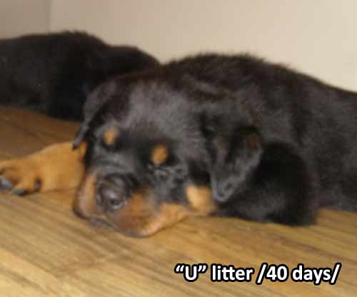 U-litter, 40 days old