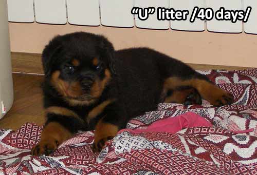 U-litter, 40 days old