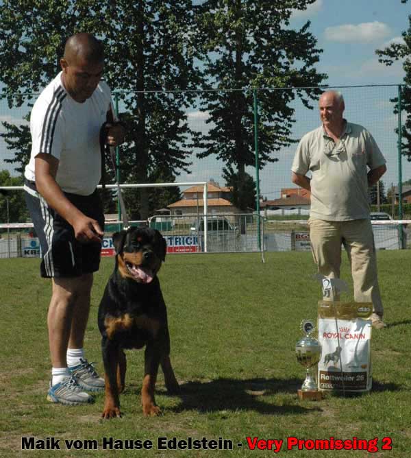 Maik vom Hause Edelstein, son of Burning des princes D`Aragone and Evelyn vom Hause Edelstein, CONGRATULATIONS to REDOUANE & MOURAD