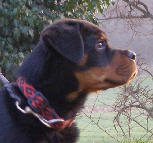 Moa von Schwarz Schloss