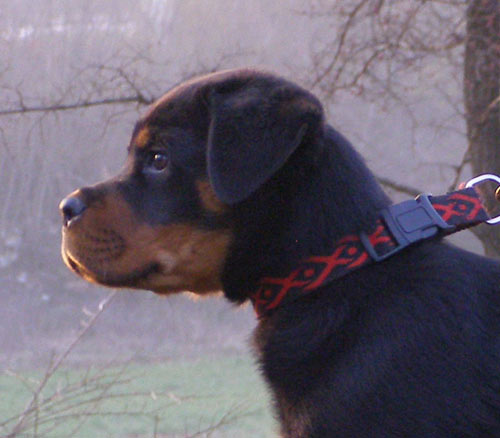 Moa von Schwarz Schloss