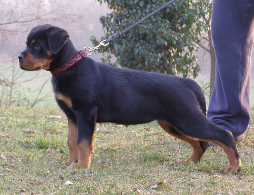 Moa von Schwarz Schloss