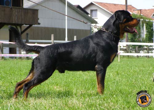Noris