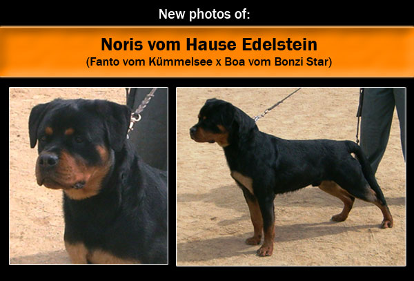 Noris vom Hause Edelstein