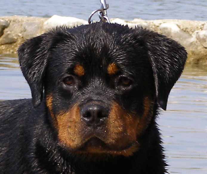 Otto