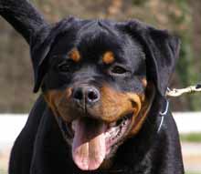 Otto