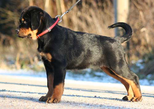 Oxa vom Hause Edelstein