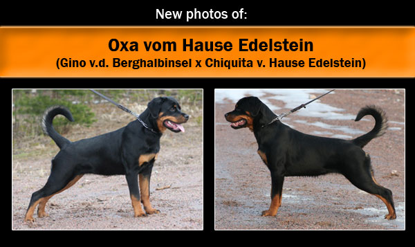 Oxa vom Hause Edelstein, 6 months old