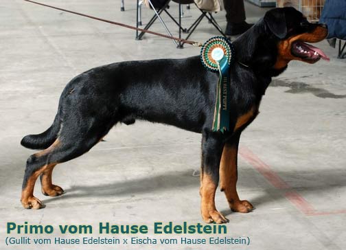 Primo v.H. Edelstein