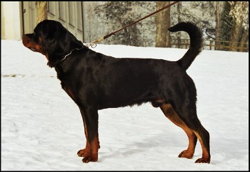 Rex von der Bleichstrasse