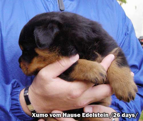 Xumo