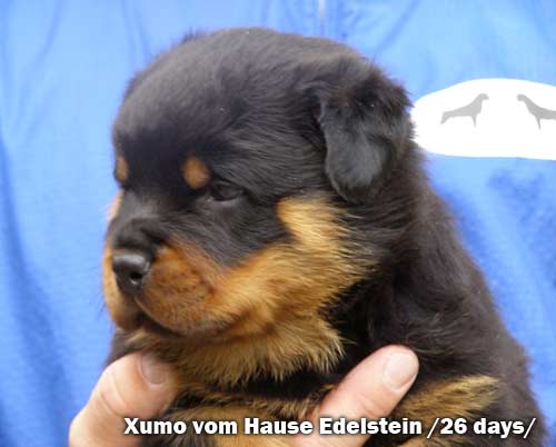 Xumo