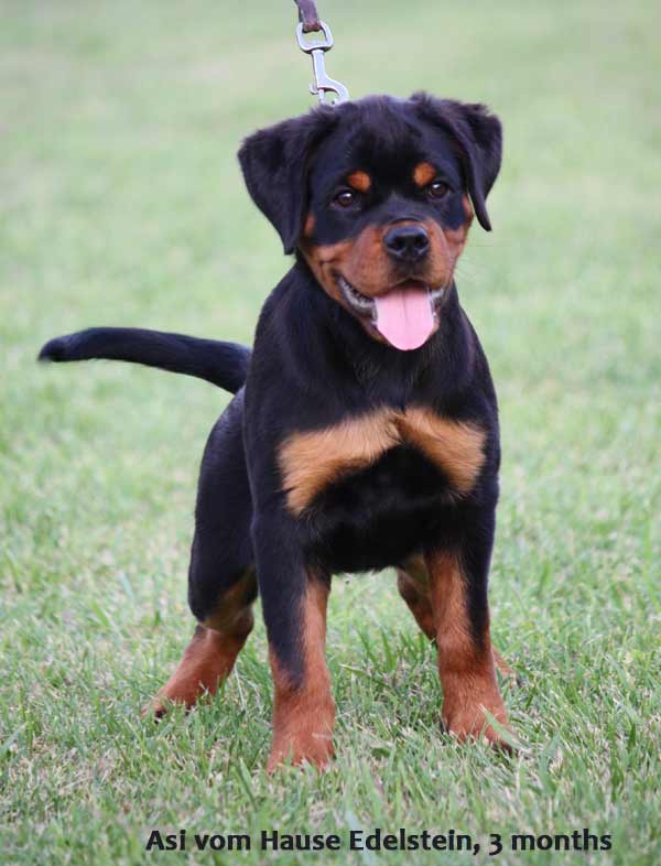 vom Hause Edelstein Rottweilers