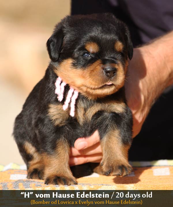 Edelstine Rottweilers vom Hause Edelstein Rottweilers